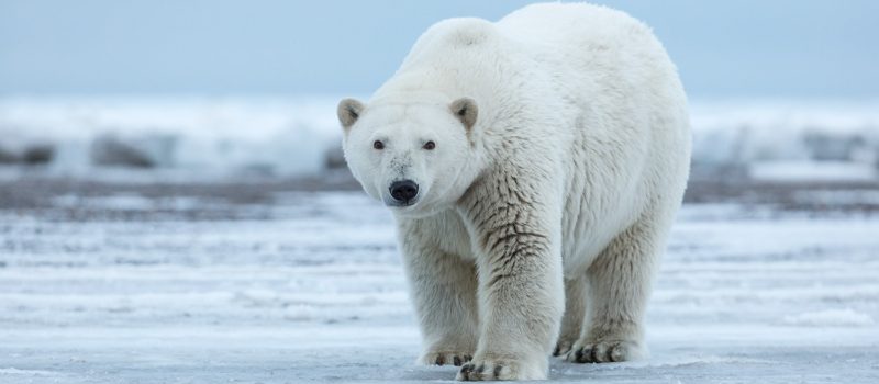 polar bear, canada