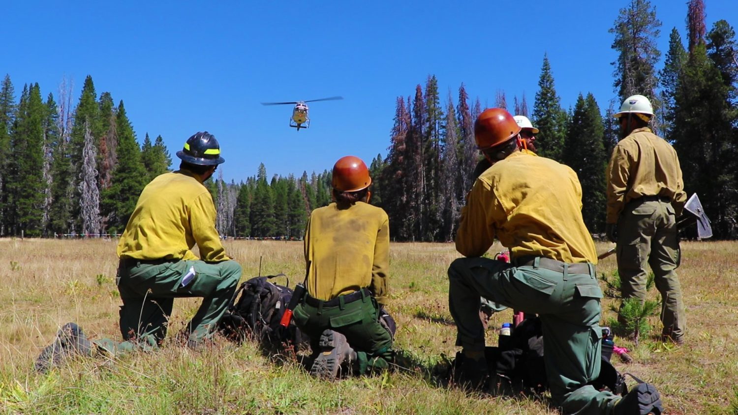 california, wildfire, beetle kill, drought