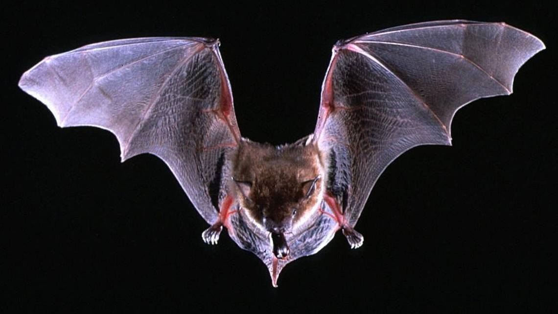 rabid bat, california, auburn state recreation park