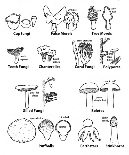 mushrooms