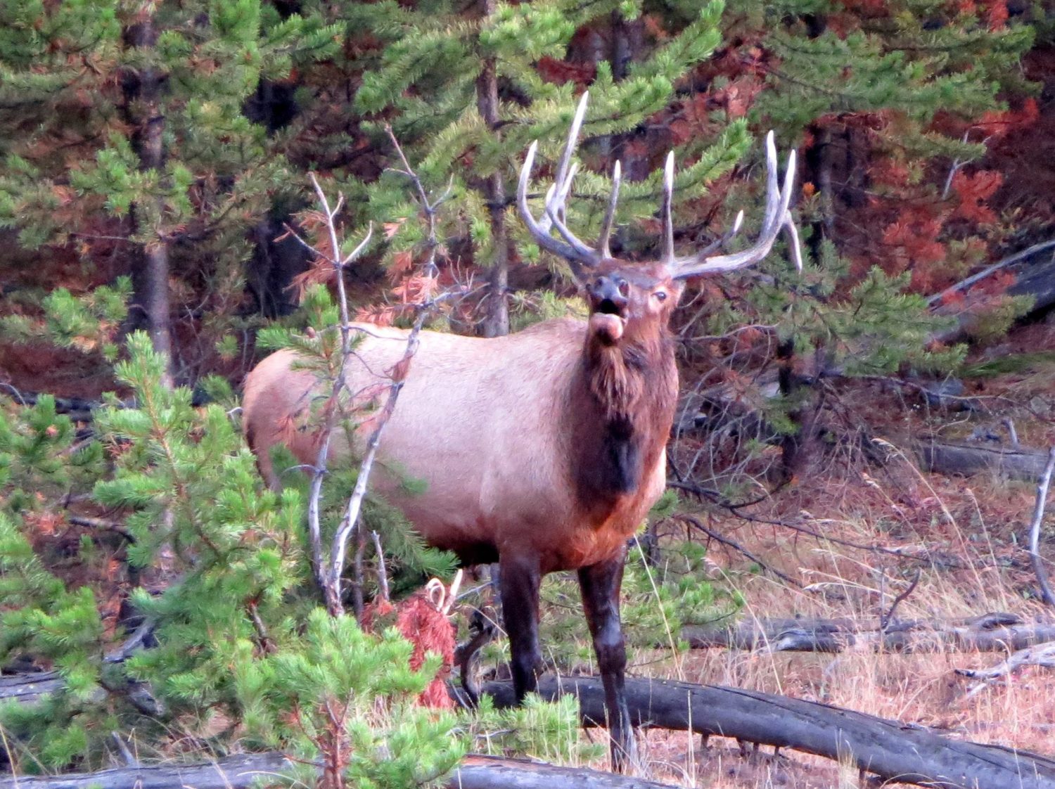 bull elk, elk, Rocky Mountain national park, poaching