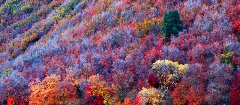 fall, colours, leaves,