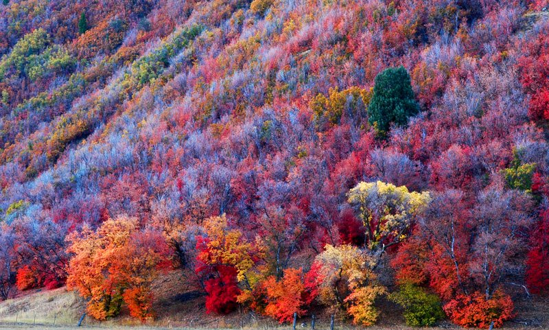 Brain Post: Why Do Leaves Change Color in the Fall?