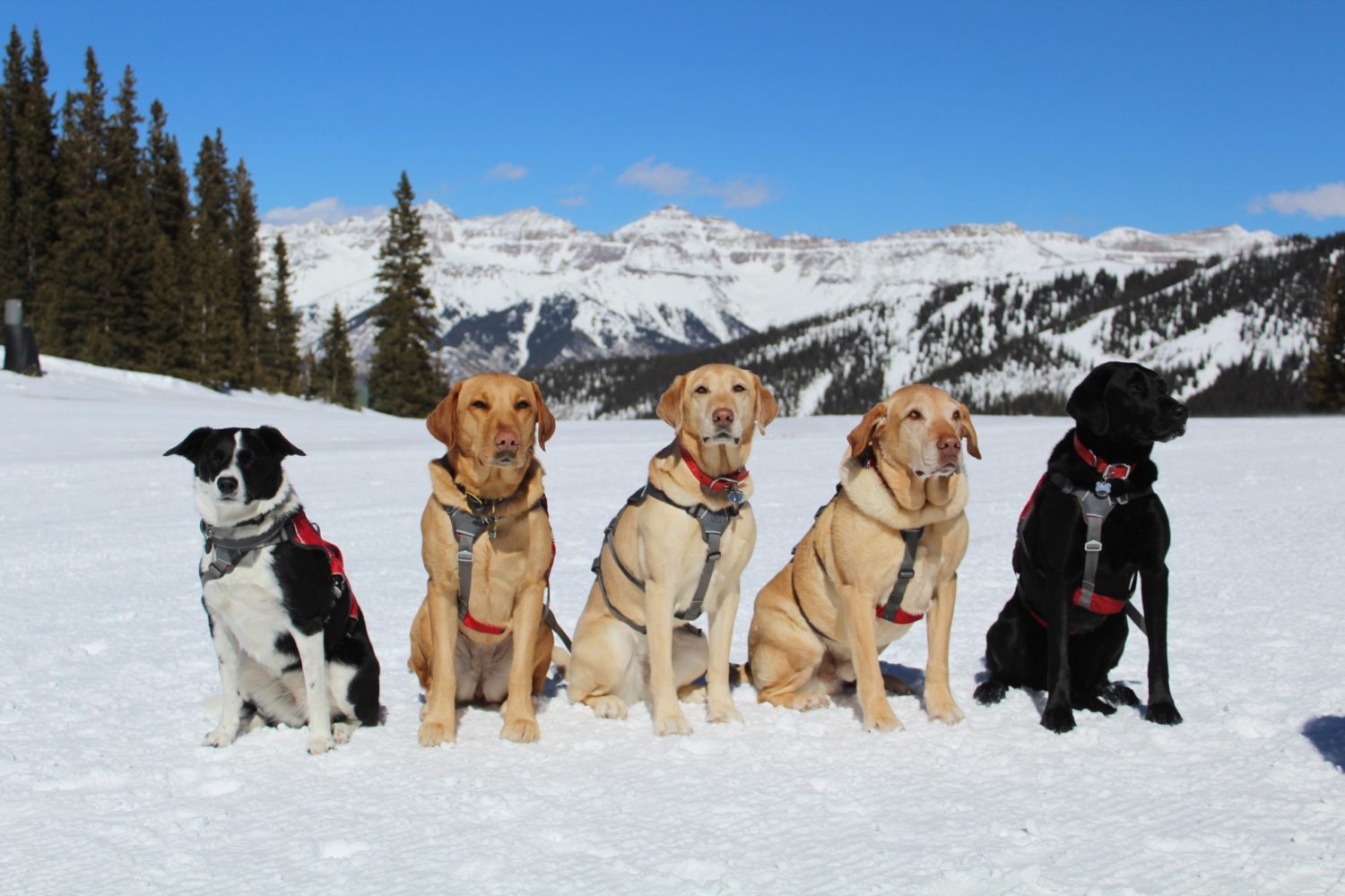 It's National Dog Week & We're Thinking About Avalanche Rescue Dogs ...