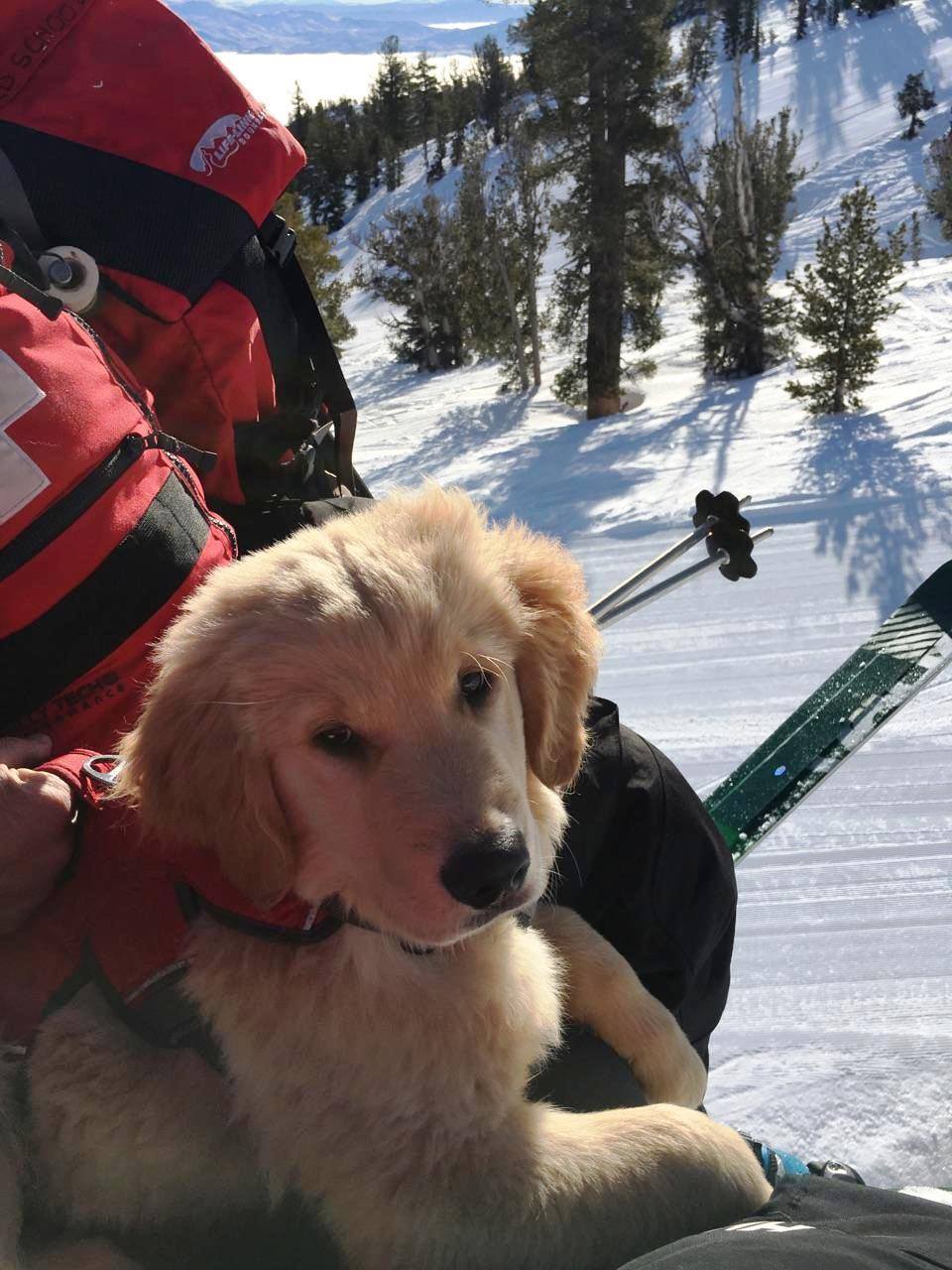 It's National Dog Week & We're Thinking About Avalanche Rescue Dogs ...