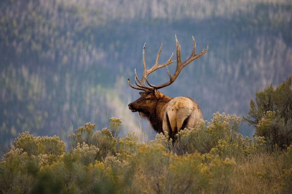 bull elk, elk, Rocky Mountain national park, poaching