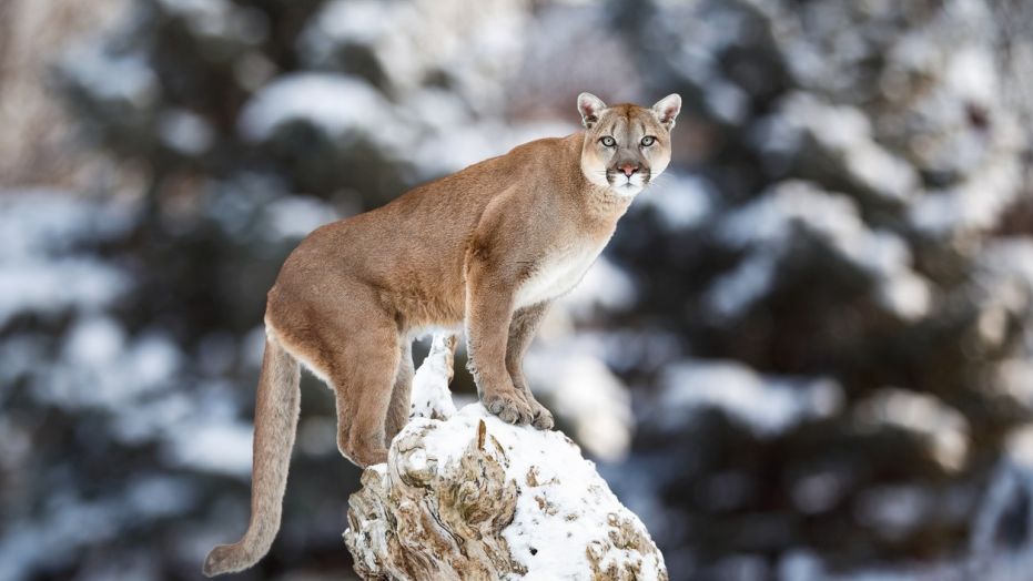 cougar, Banff