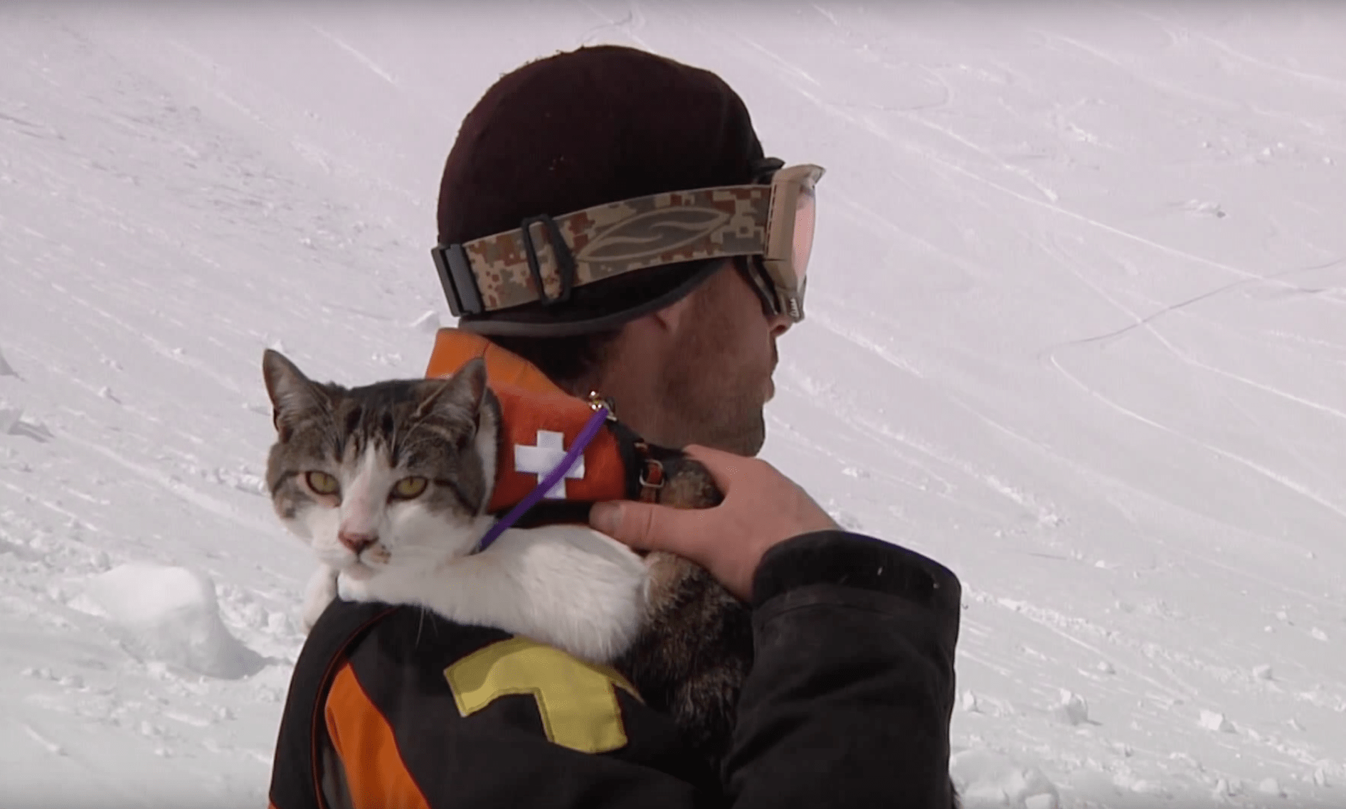 canadian, cat, avalanche, rescue, Friday fun