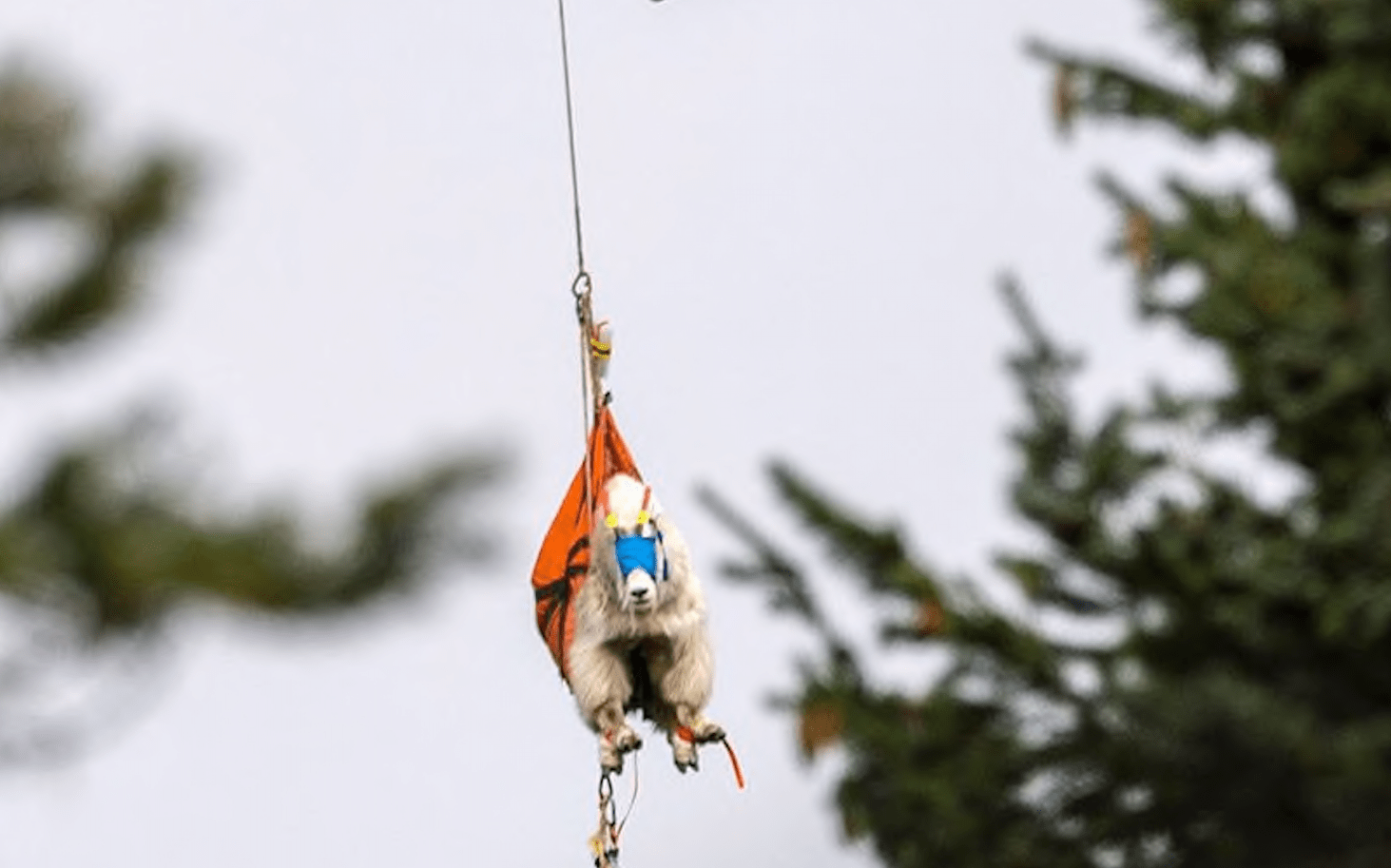 goats, mountain goats, airlifted, Washington, olympic national park