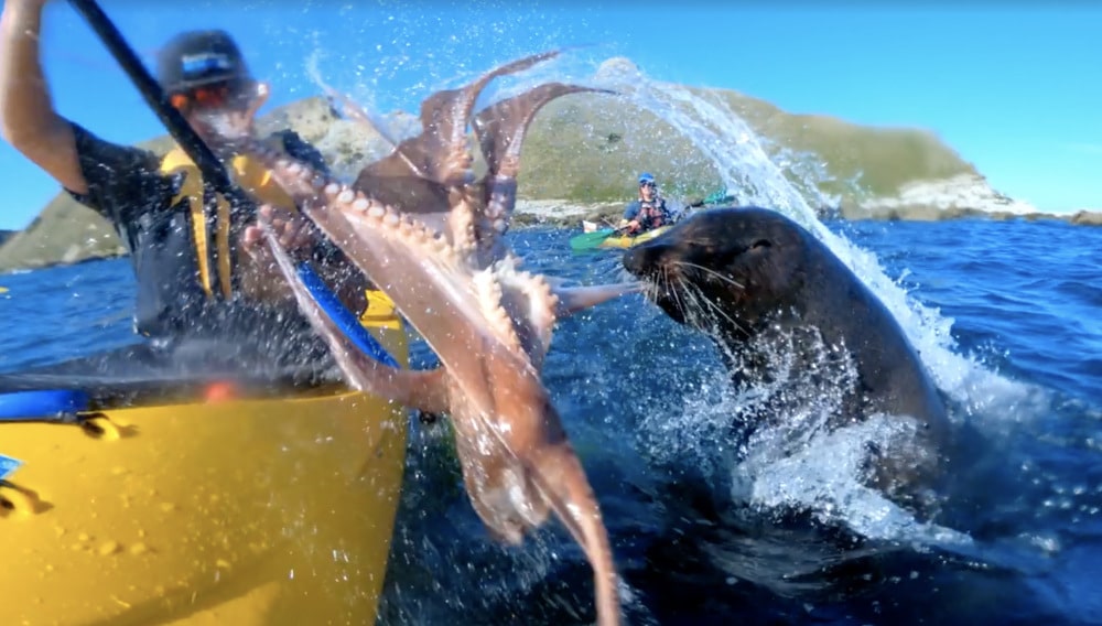 seal, octopus, slapped, kayaker, New Zealand