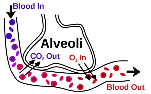 How oxygen enters the blood stream.