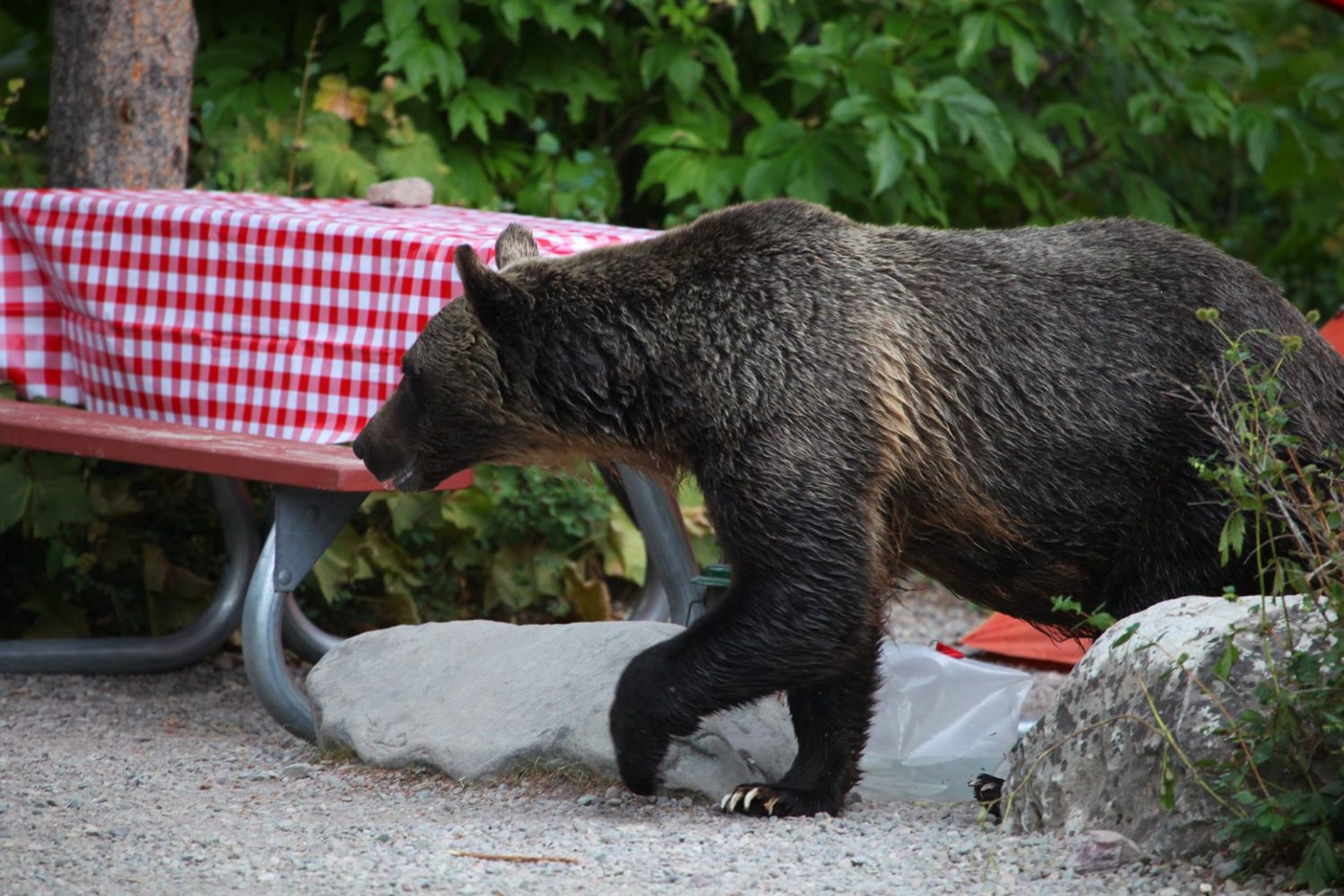 Brain Post: The States With The Most Fatal Bear Attacks In The