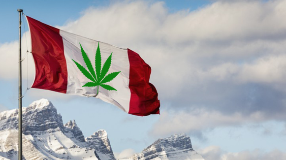 canada, marijuana, pot, weed, grass, green, legalize