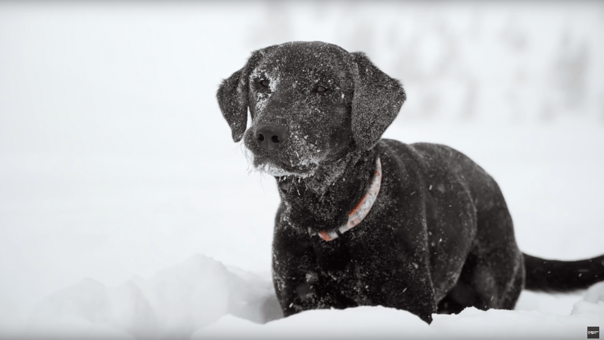 avalanche dogs, Jackson Hole, Wyoming