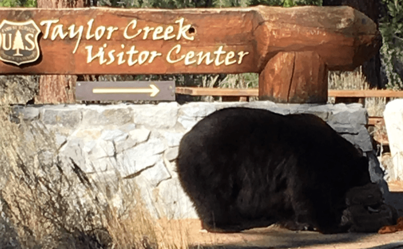 bears, Tahoe, bear, California 