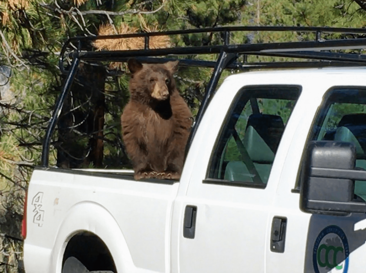 bears, Tahoe, bear, California