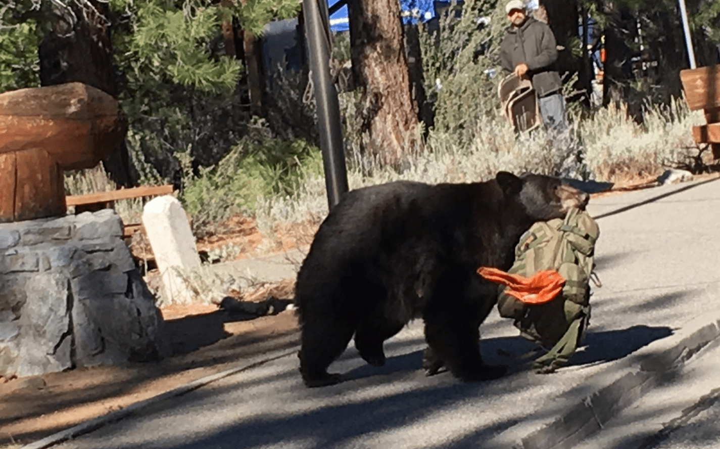 bears, Tahoe, bear, California