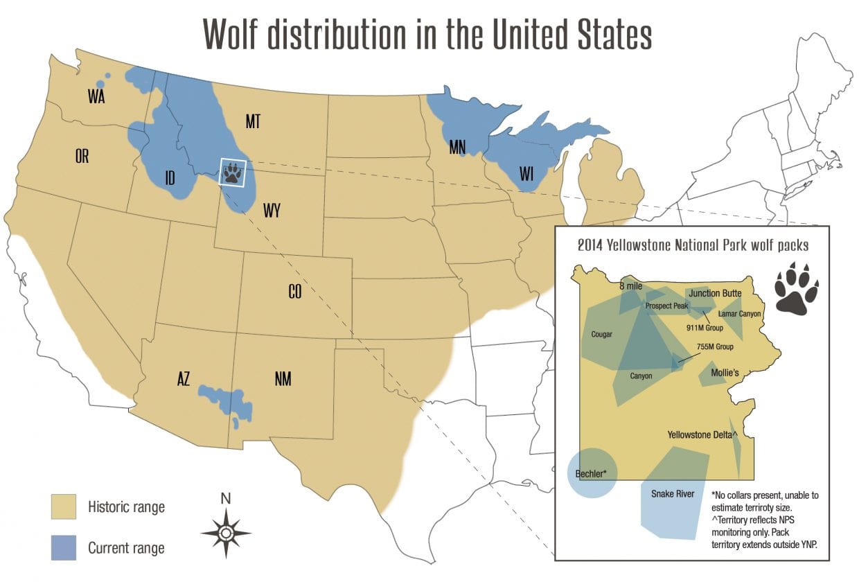 Colorado Voted Against Reintroducing Wolves but the Wolves Might Just