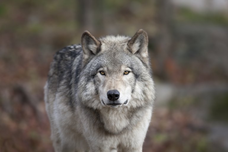 wolves, wolf, colorado