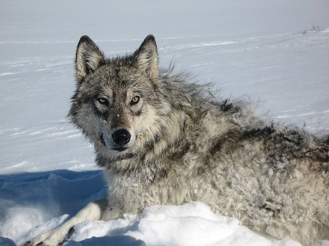 wolves, wolf, colorado