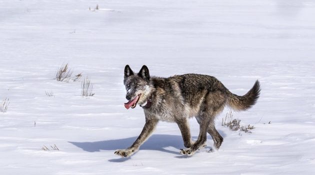 wolf, Yellowstone, killed