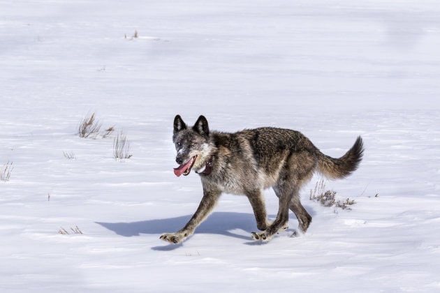 wolf, Yellowstone, killed