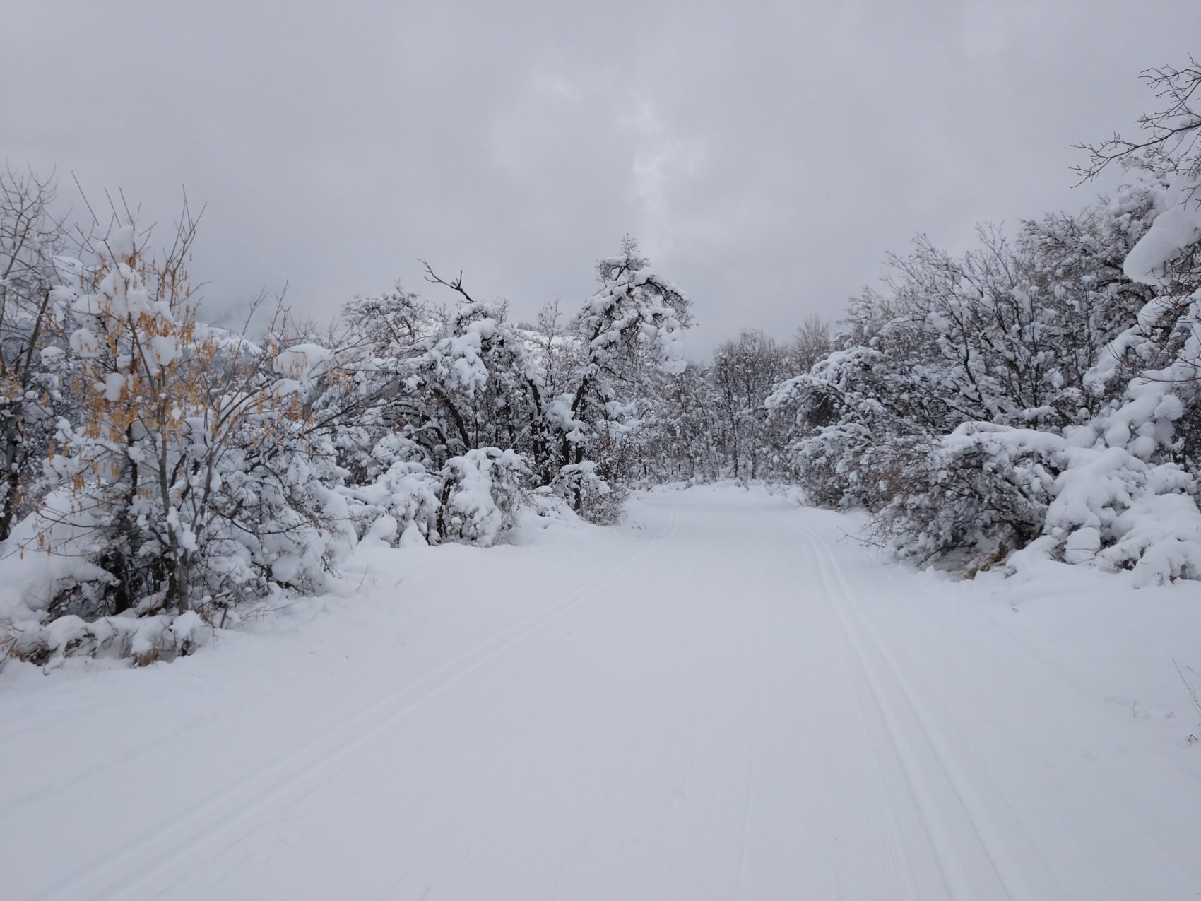 Powder trees utah backcountry