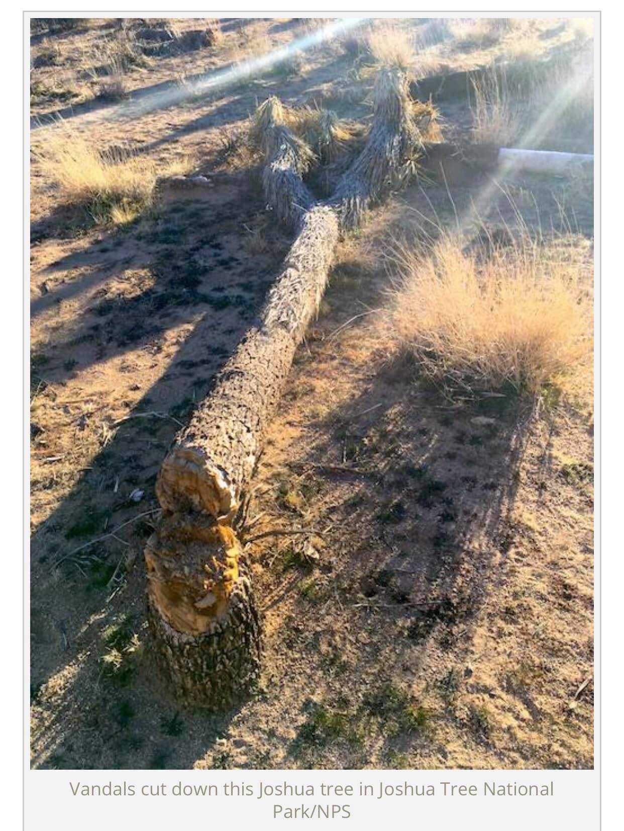 Joshua Tree, government shutdown, vandalism