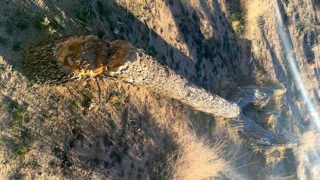 Joshua Tree, government shutdown, vandalism