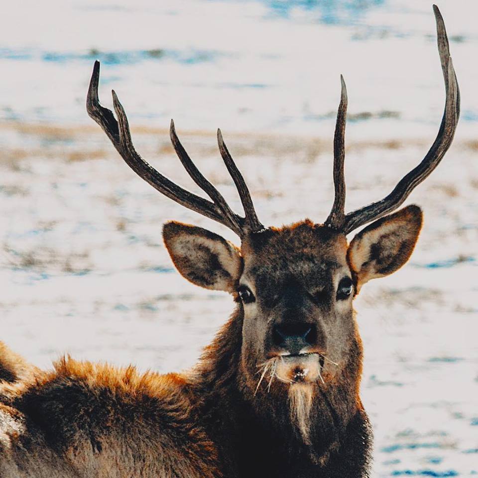 Elk, Jackson, Jackson Hole Elk, National Elk Refuge