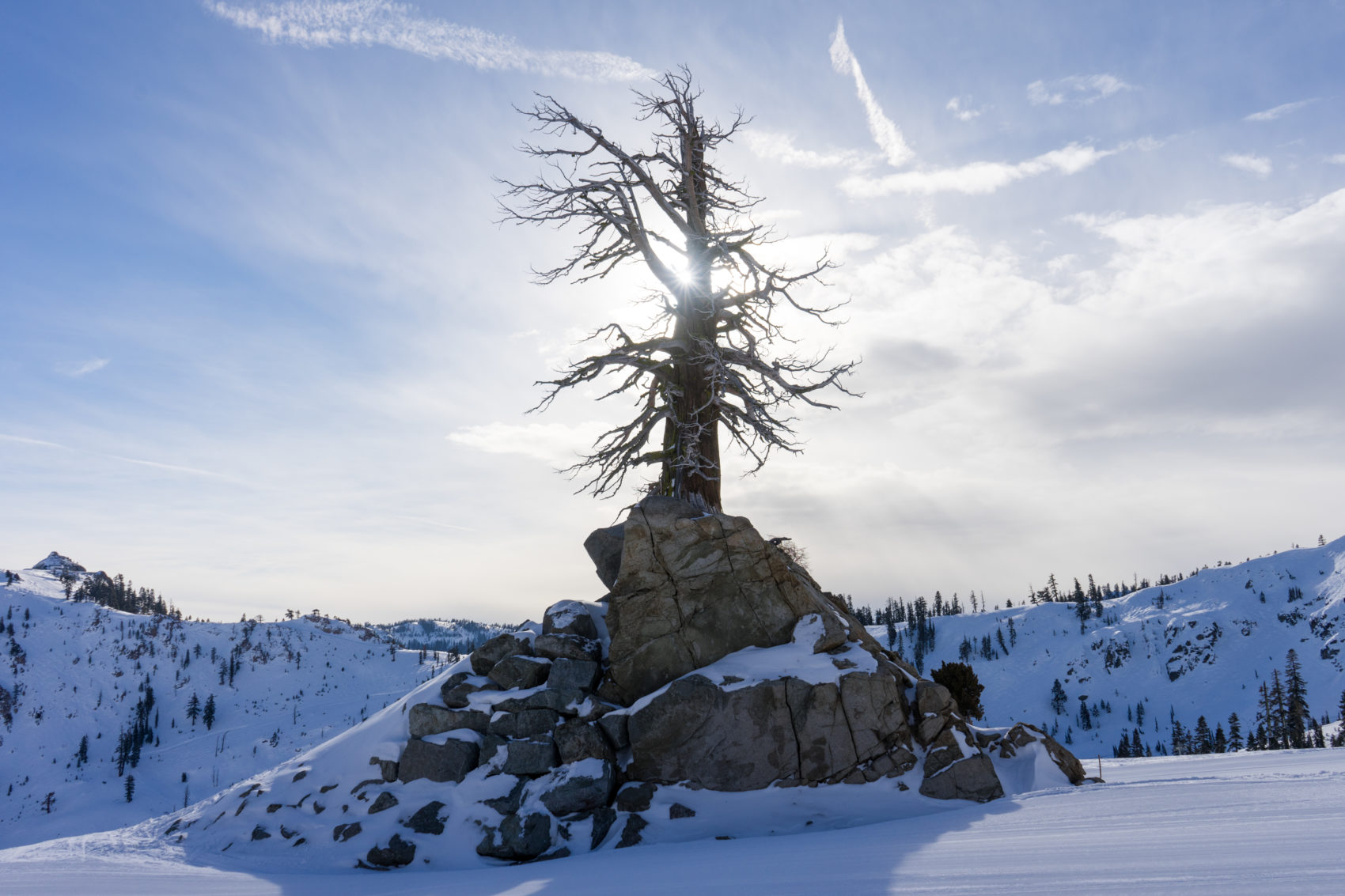 big blue tree