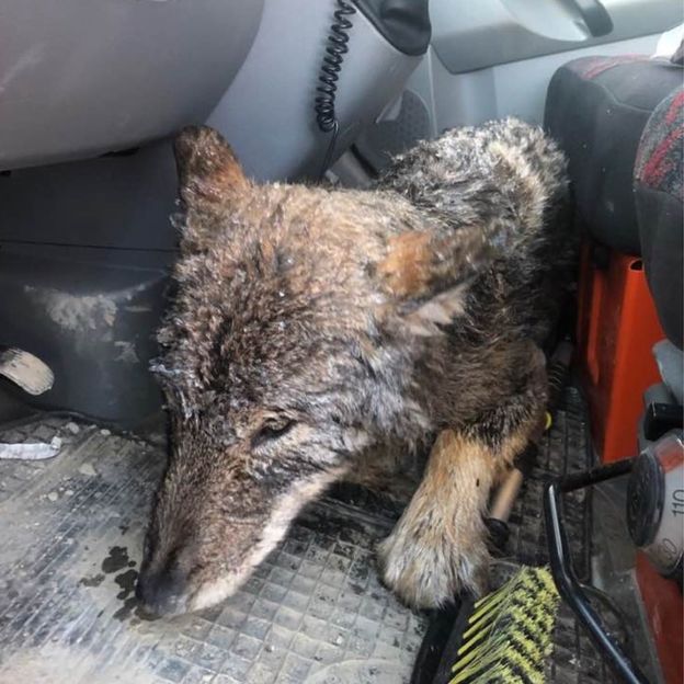 wolf, rescued, estonia