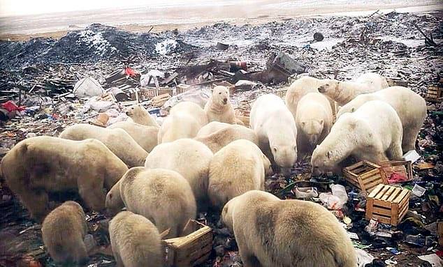 polar bears, invade, russia