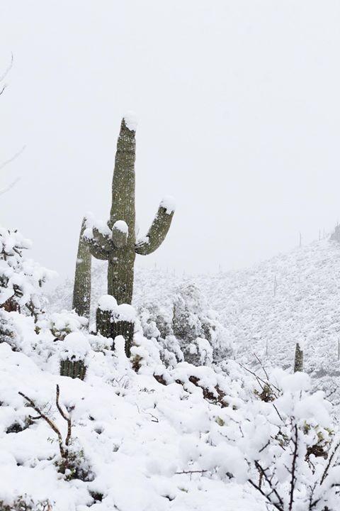 snow, Tucson, arizona