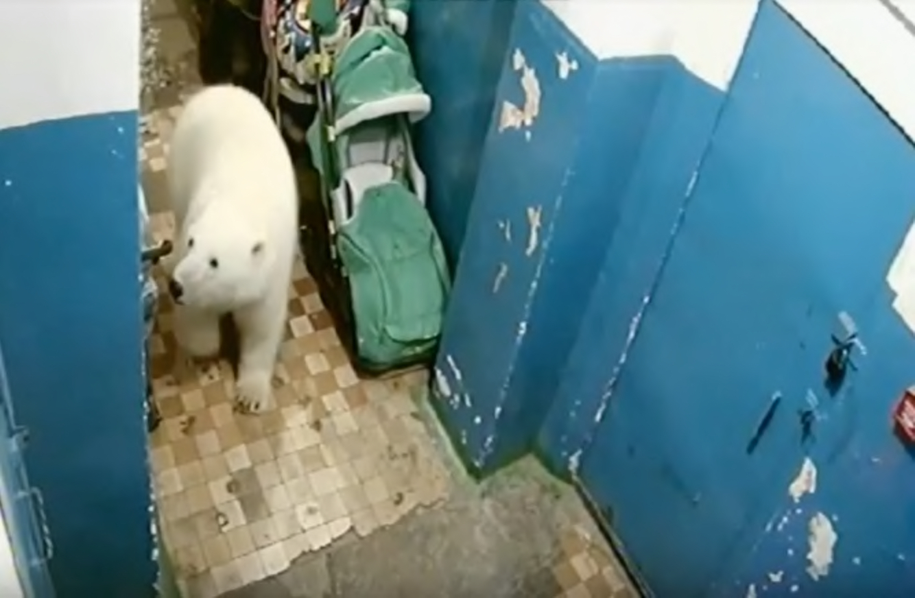 polar bears, invade, russia