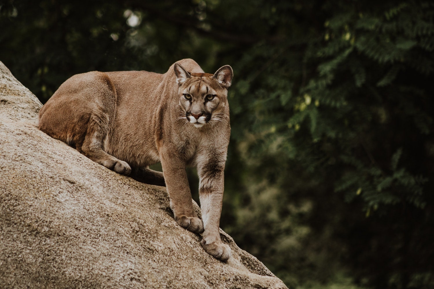 mountain lion, attack, colorado