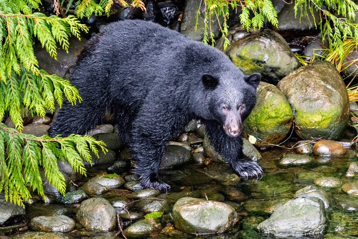 black bear