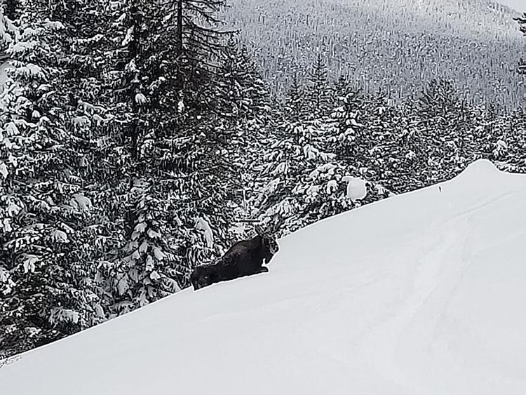 moose, attack, aspen, colorado,