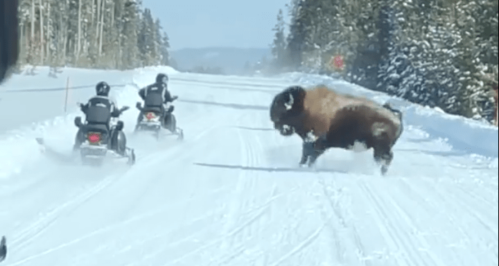 bison, charges, snowmobilers, Yellowstone, video