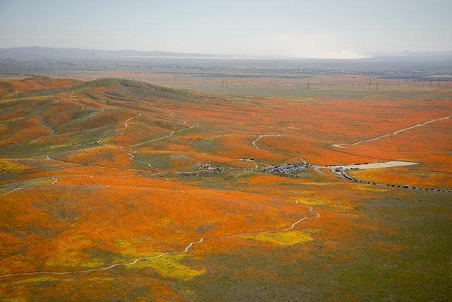 california, superbloom, nasa