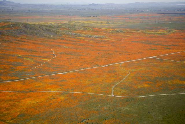 california, superbloom, nasa