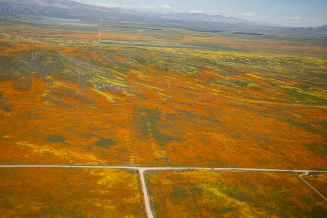 california, superbloom, nasa