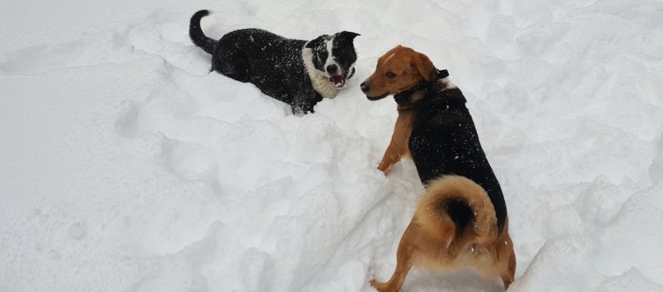 dogs, survived, alps