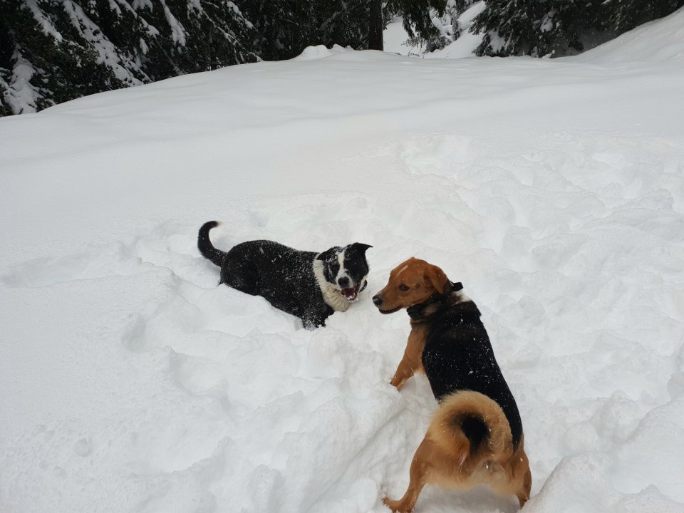 dogs, survived, alps