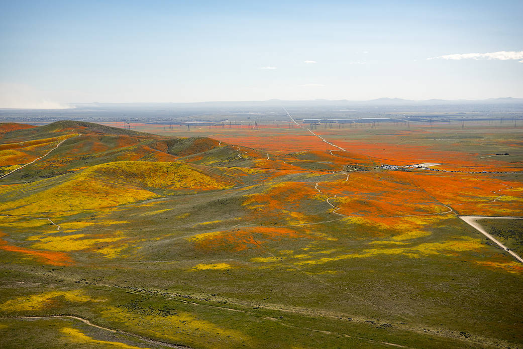 california, superbloom, nasa