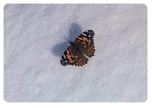 yosemite, california, butterfly, tuolumne