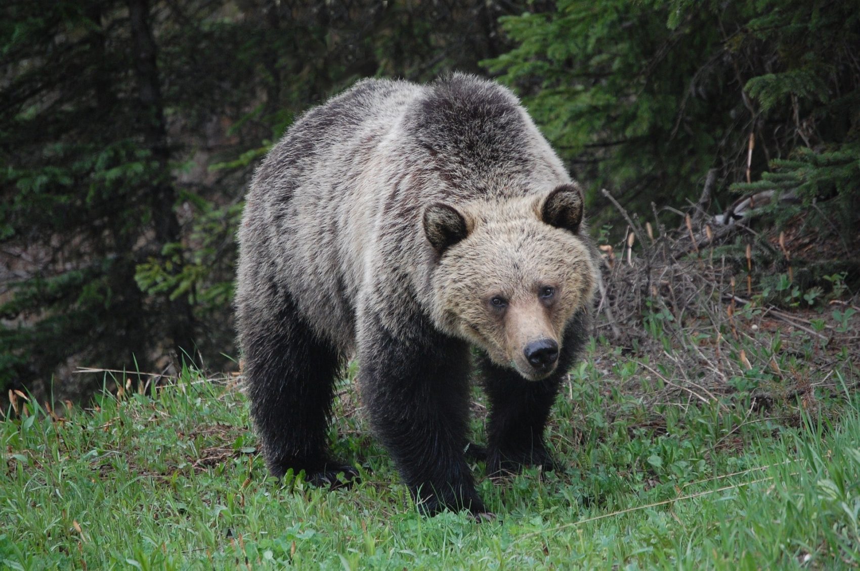 grizzly, bear attack