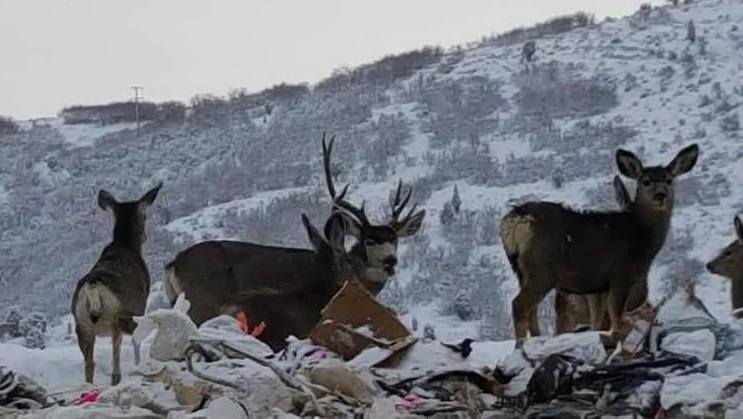 deer, dead, utah, landfill, plastic