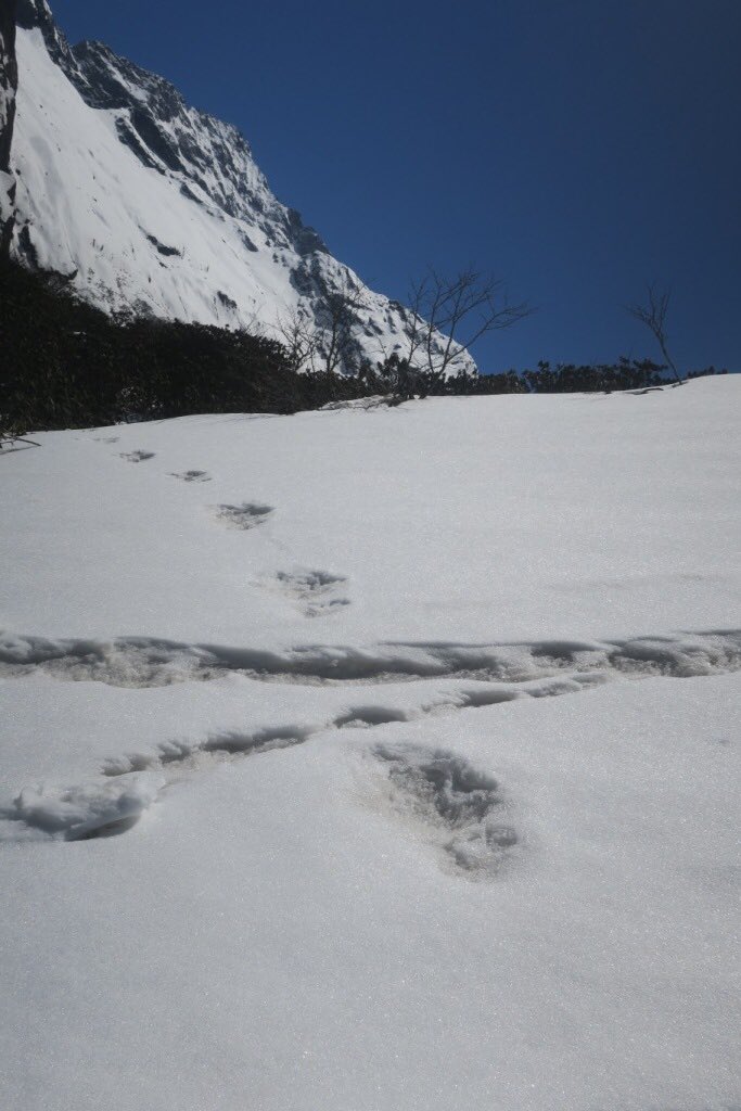 yeti, footprints, nepal