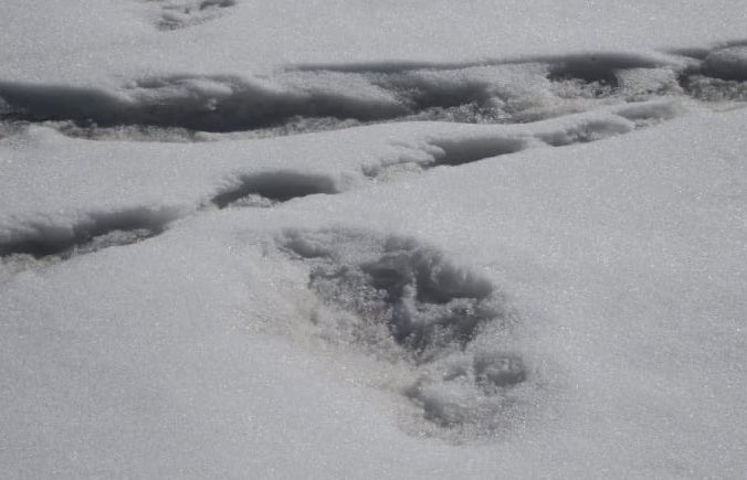 Indian Army Releases Photos of Yeti Footprints Seen in the Himalayas ...